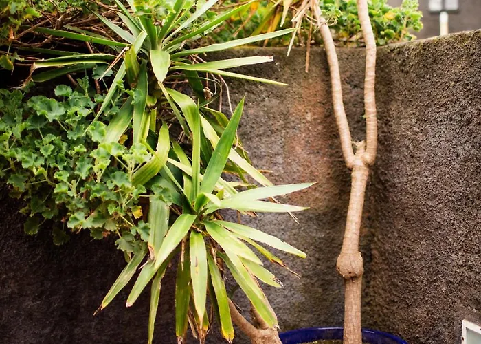 Dom wakacyjny - Boutique Garden Ocean View In The Countryside - Pilar *