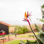 - Boutique Garden Ocean View In The Countryside - Pilar Prázdninový dům Ponta Delgada