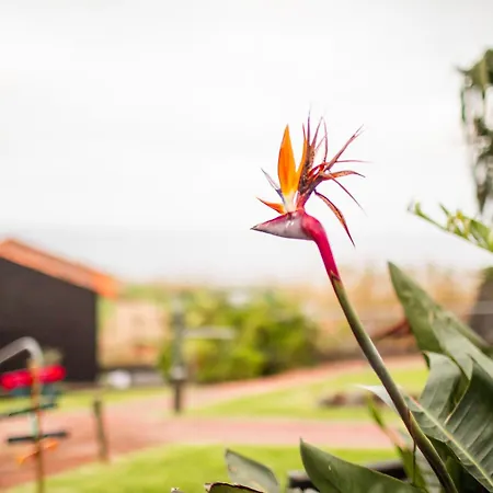 - Boutique Garden Ocean View In The Countryside - Pilar Ferienhaus Ponta Delgada