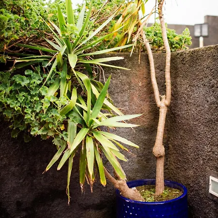 Ferienhaus - Boutique Garden Ocean View In The Countryside - Pilar *